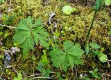Trollius riederianus. Листья. Якутия, Алданский р-н, северная окр. г. Алдан, в лесу. 28.06.2016.