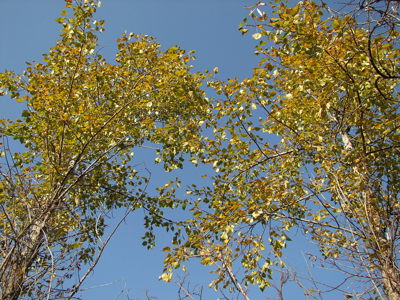 Image of Populus laurifolia specimen.