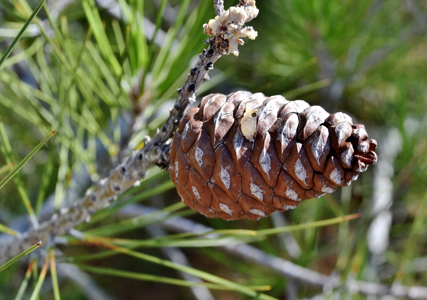 Изображение особи Pinus pityusa.