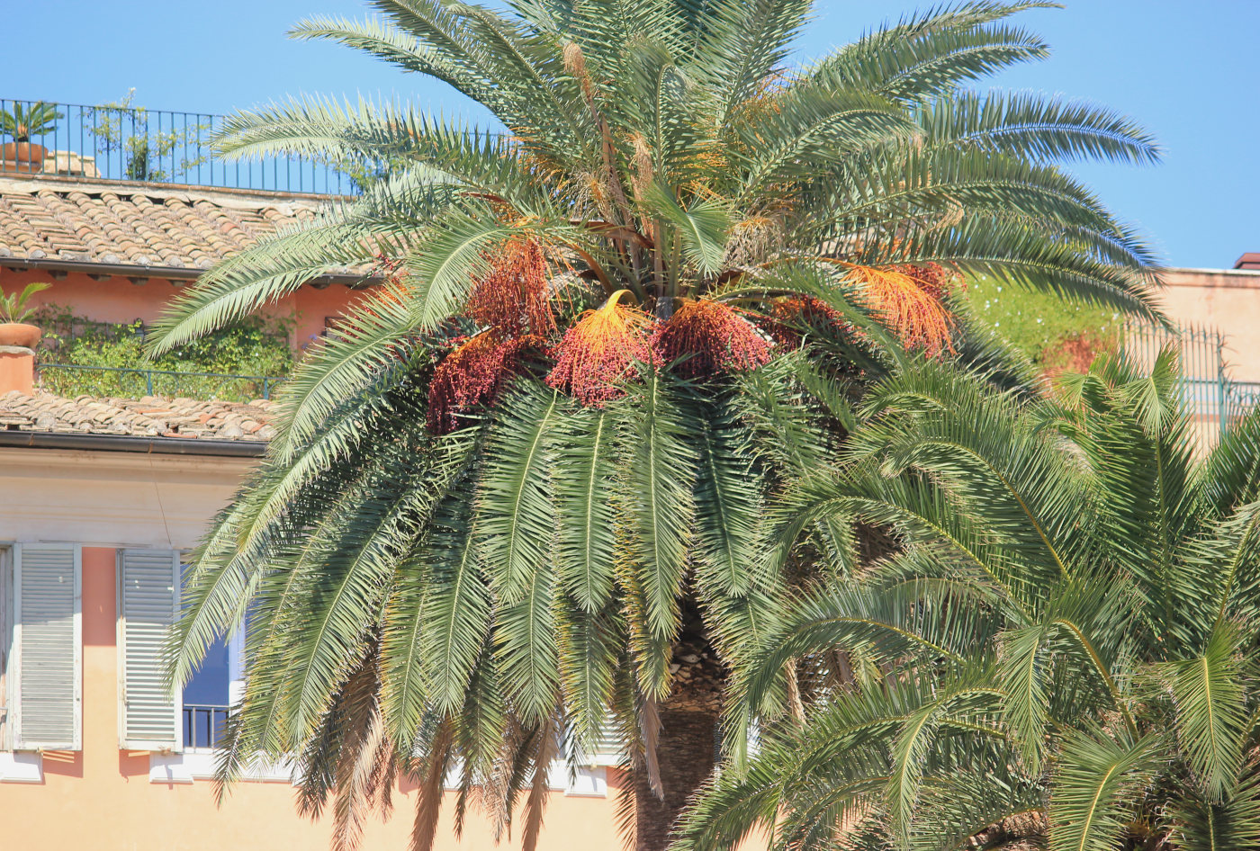 Изображение особи Phoenix canariensis.