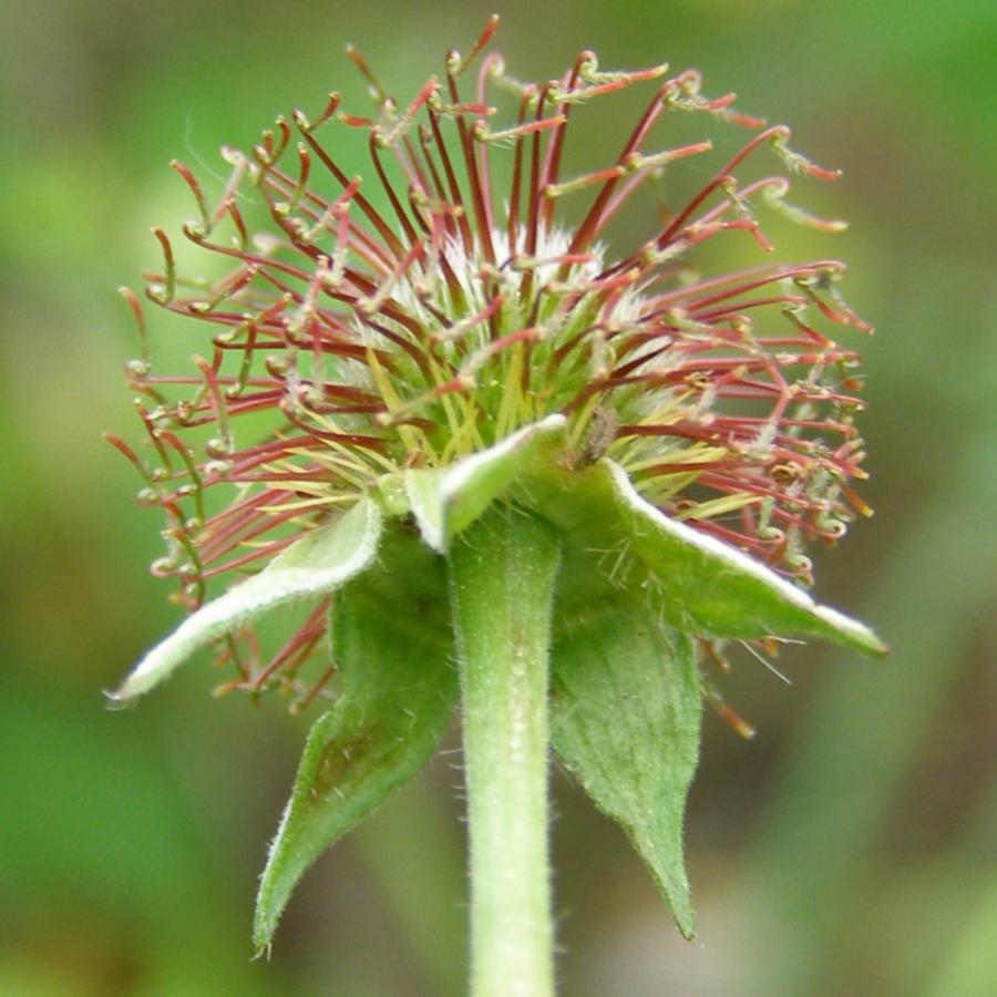 Image of Geum urbanum specimen.