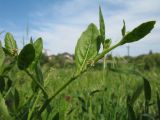 Euclidium syriacum