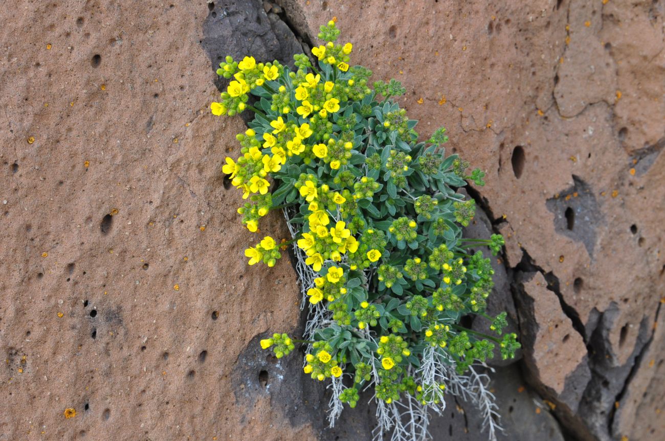 Изображение особи Draba rosularis.