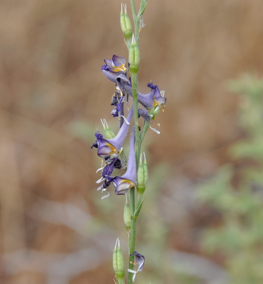 Изображение особи Delphinium peregrinum.