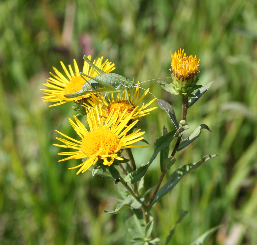 Image of Inula salicina specimen.