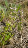 Thymus marschallianus. Цветущие побеги. Челябинская обл., Кизильский р-н, Богдановское сельское поселение, окр. пос. Грязнушинский, долина р. Урал, обращённый к реке каменистый закустаренный степной склон. 13 июня 2019 г.