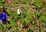 Anemone altaica. Расцветающее растение (слева виден цветок Gentiana grandiflora). Алтай, Онгудайский р-н, Семинский перевал, ≈ 1700 м н.у.м., опушка хвойного леса. 10.06.2019.