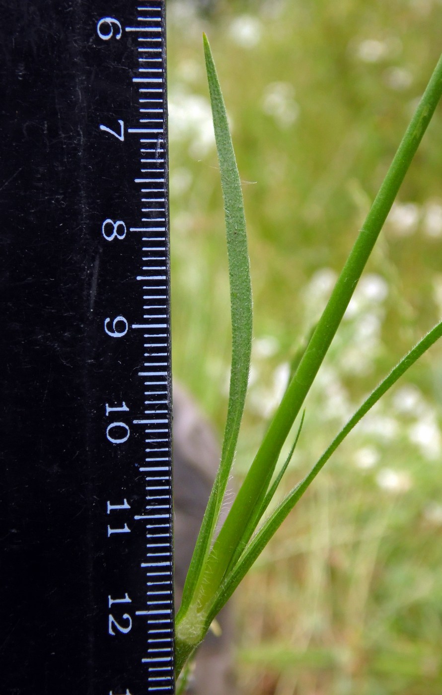 Изображение особи Dianthus armeria.