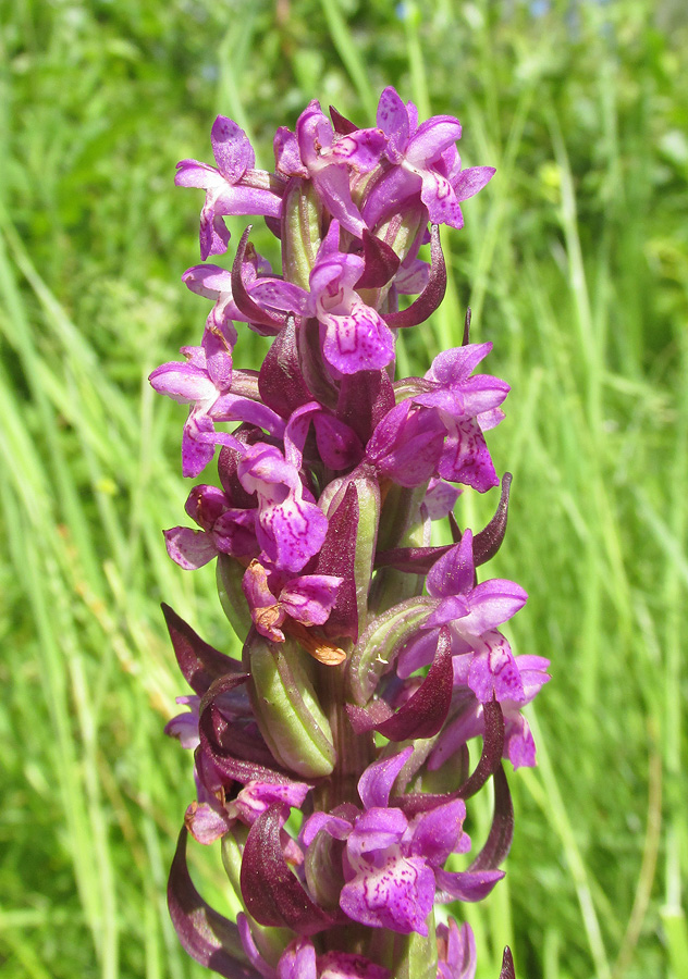 Изображение особи Dactylorhiza incarnata.