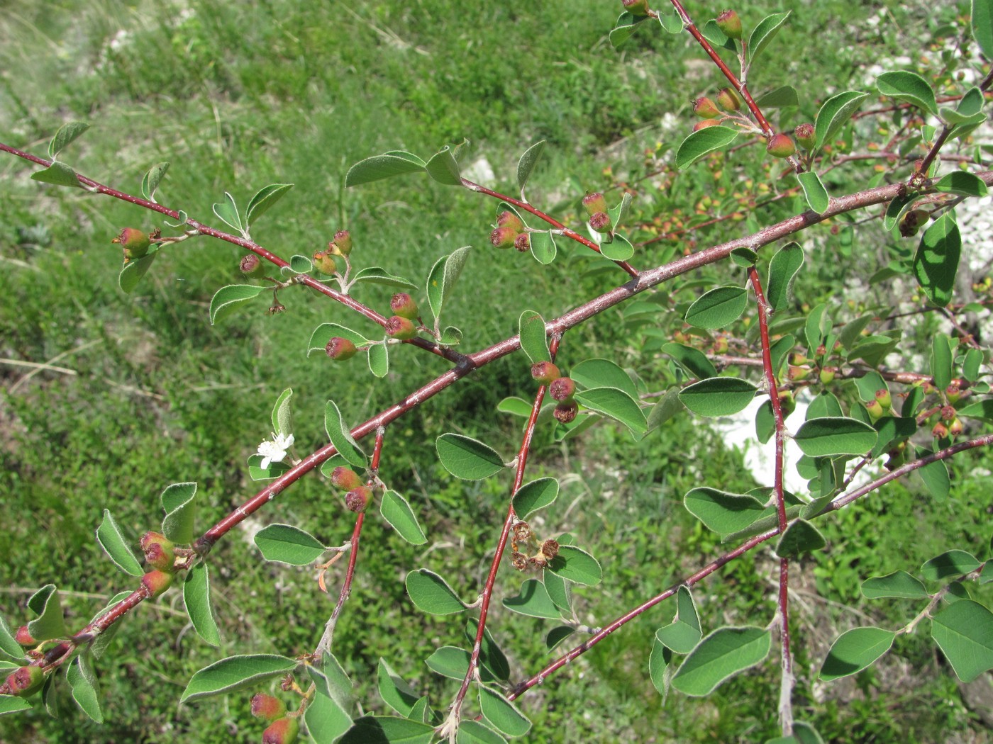 Image of Cotoneaster racemiflorus specimen.