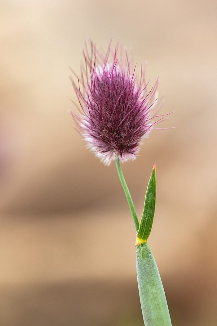 Изображение особи Alopecurus dasyanthus.