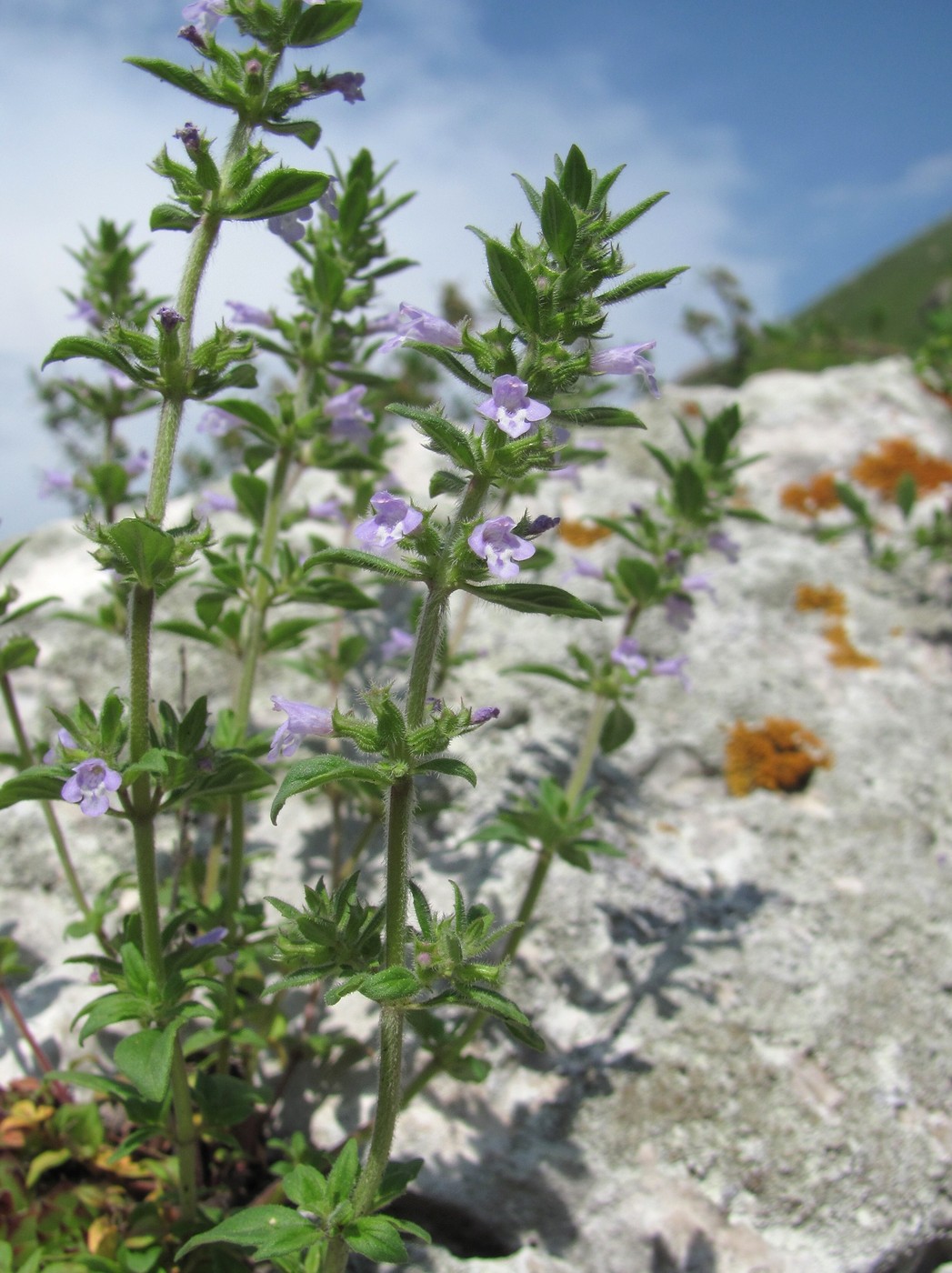 Image of Ziziphora acinos specimen.