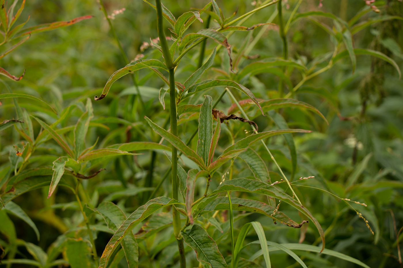 Image of Aconogonon alpinum specimen.