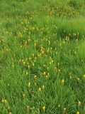 Narthecium ossifragum. Цветущие растения. Нидерланды, провинция Drenthe, окр. населённого пункта Donderen, окраина частично осушенного верхового болота. 12 июля 2008 г.