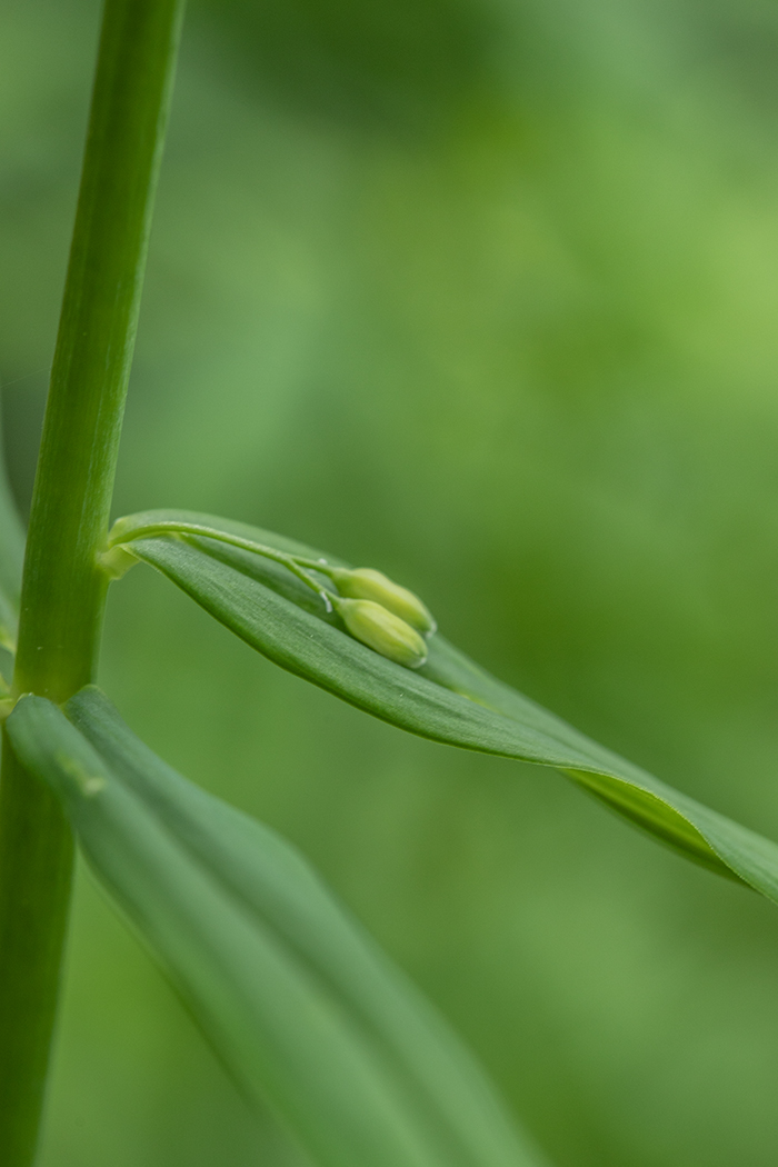 Image of Polygonatum verticillatum specimen.