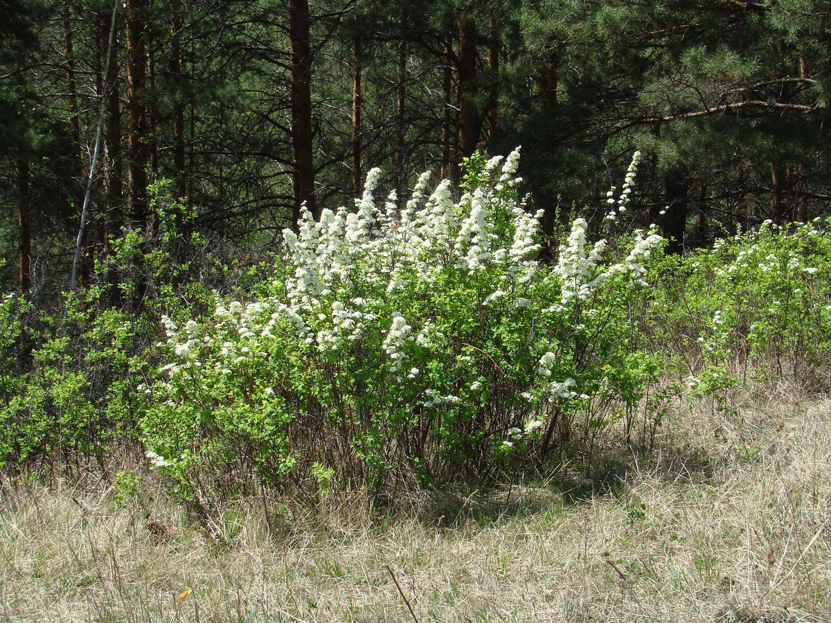 Изображение особи Spiraea media.