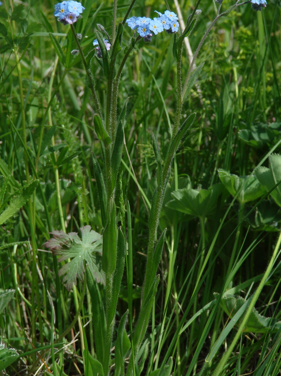Image of genus Myosotis specimen.