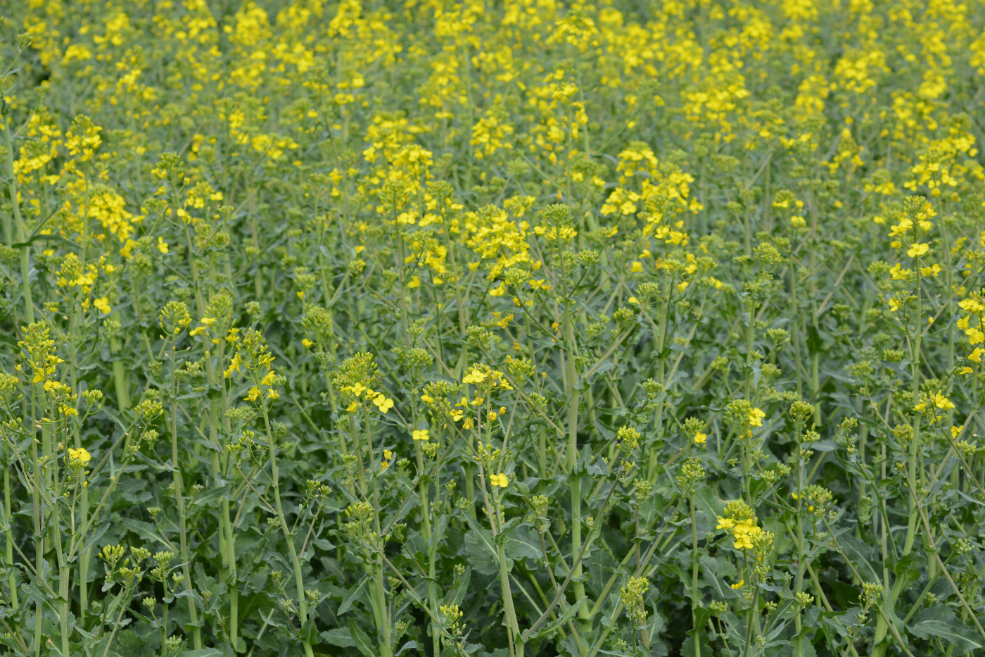 Изображение особи Brassica napus.