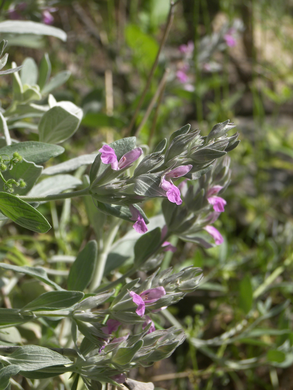 Изображение особи Stachys stschegleewii.