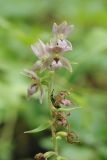 Epipactis helleborine. Верхушка отцветающего соцветия. Санкт-Петербург, Дудергофские высоты, широколиственный лес. 28.07.2019.