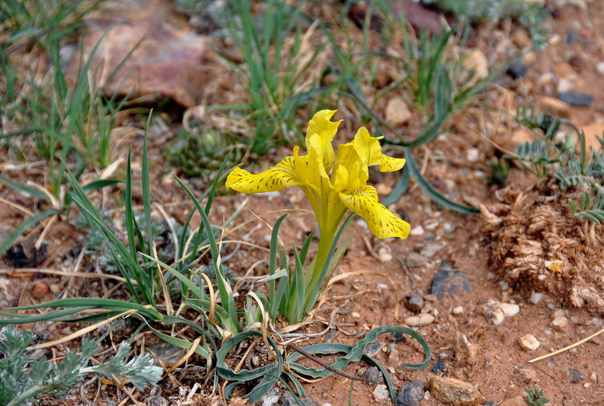 Изображение особи Iris potaninii.