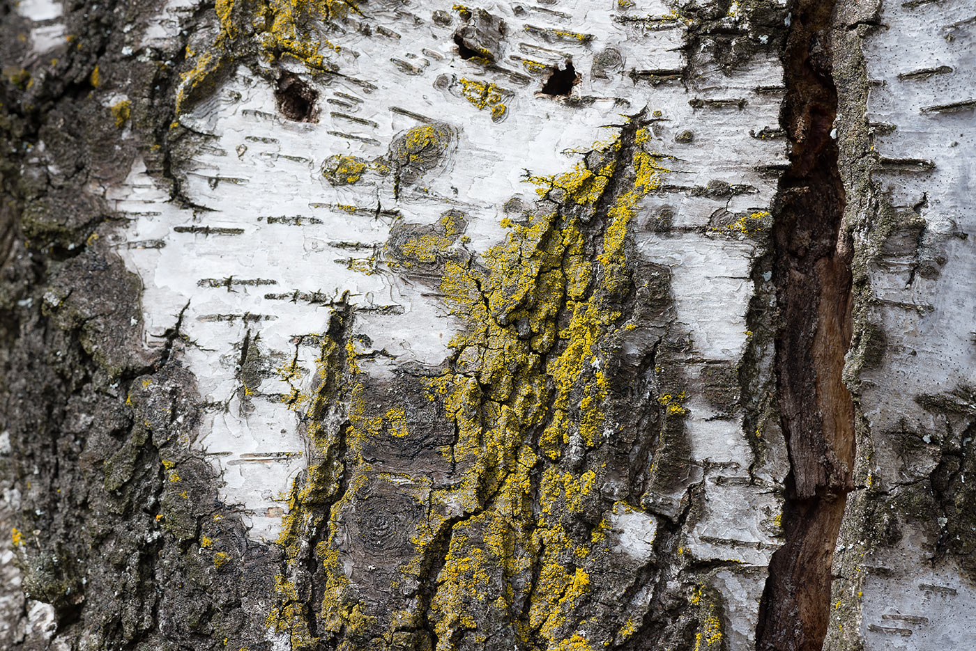 Image of Candelariella vitellina specimen.