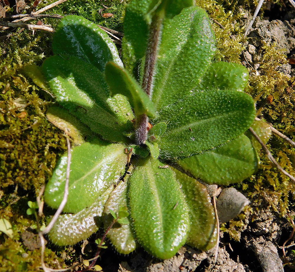 Image of Arabis sagittata specimen.