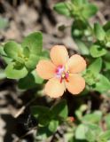 Anagallis arvensis