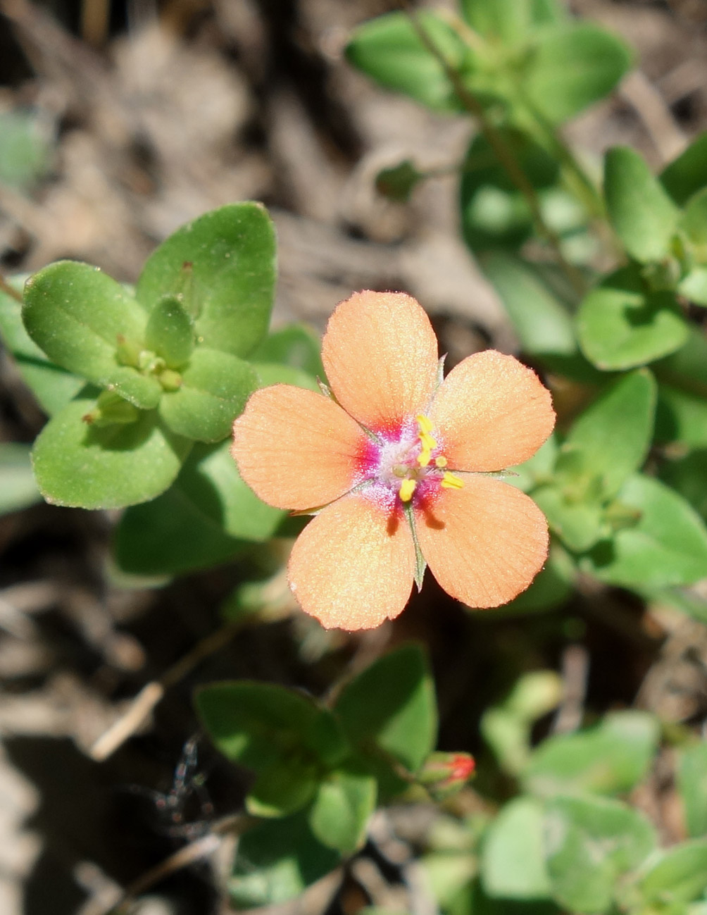 Image of Anagallis arvensis specimen.