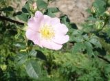 Rosa canina. Цветок, бутон и листья. Кыргызстан, Чуйская обл., западная окр. с. Восток, около придорожной канавы. 21.05.2019.