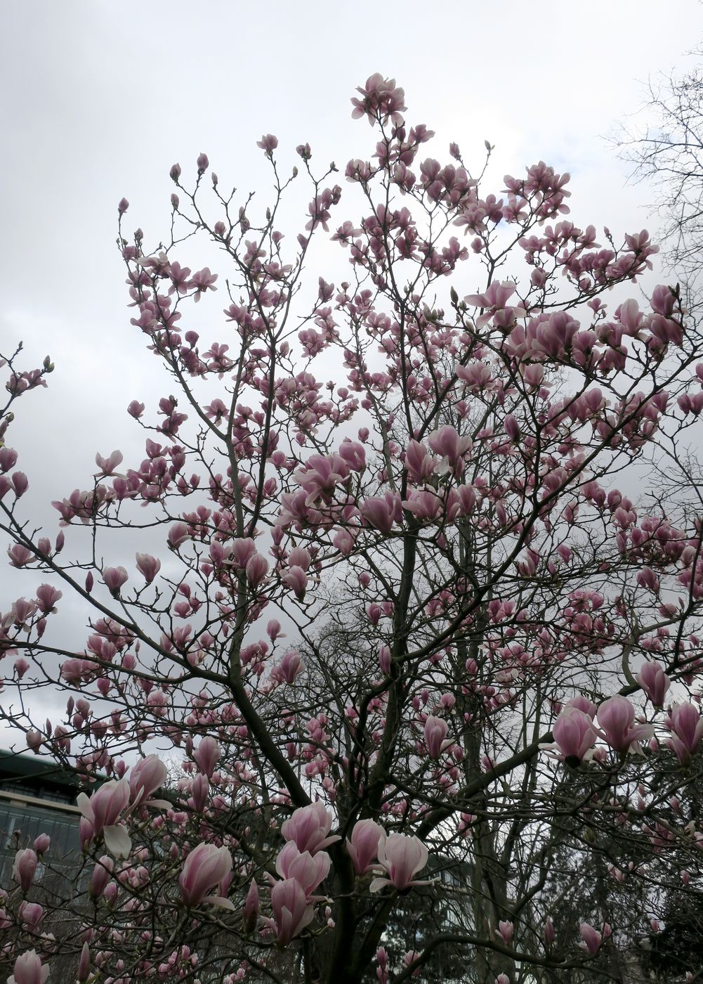 Image of Magnolia &times; soulangeana specimen.