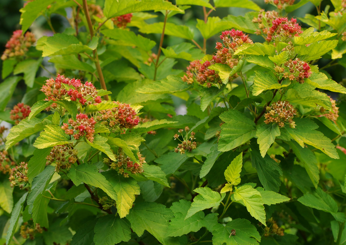 Image of Physocarpus opulifolius specimen.