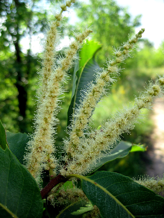 Изображение особи Castanea sativa.