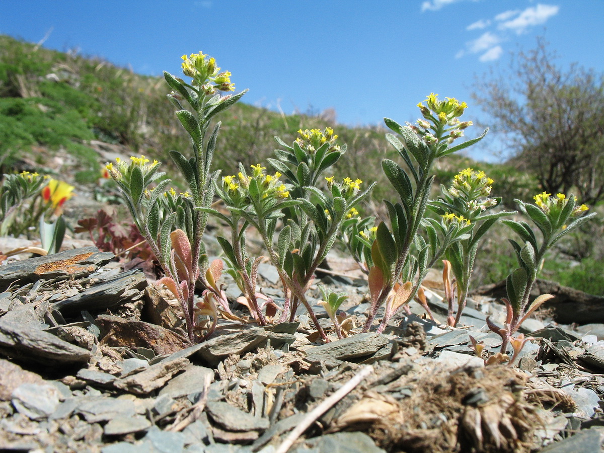 Image of Alyssum szovitsianum specimen.