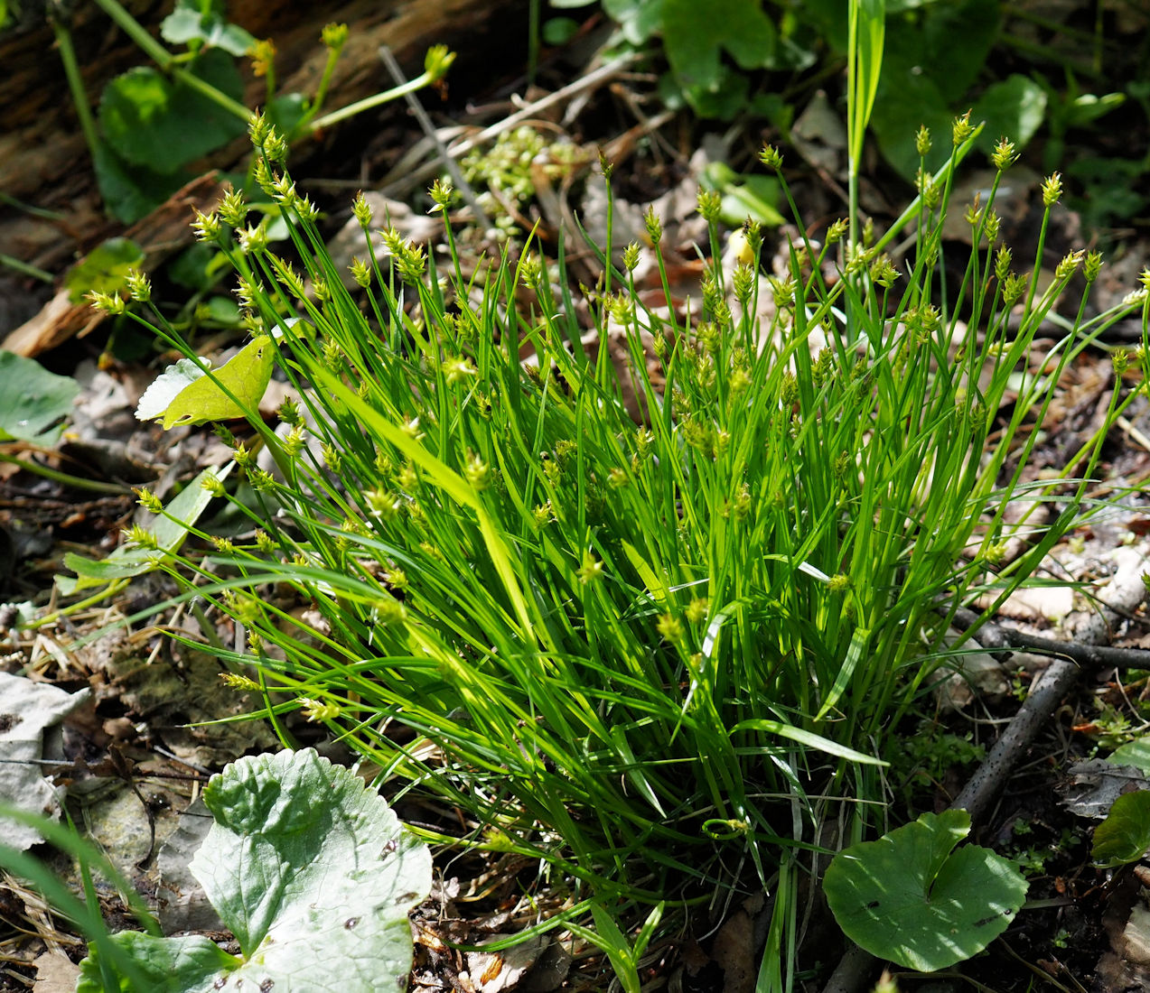 Image of Carex uda specimen.