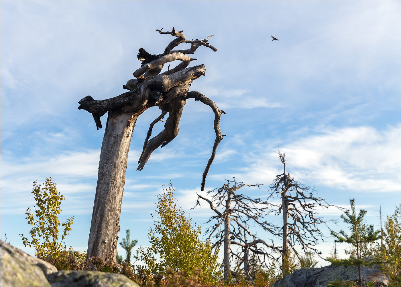 Изображение особи Pinus sylvestris.