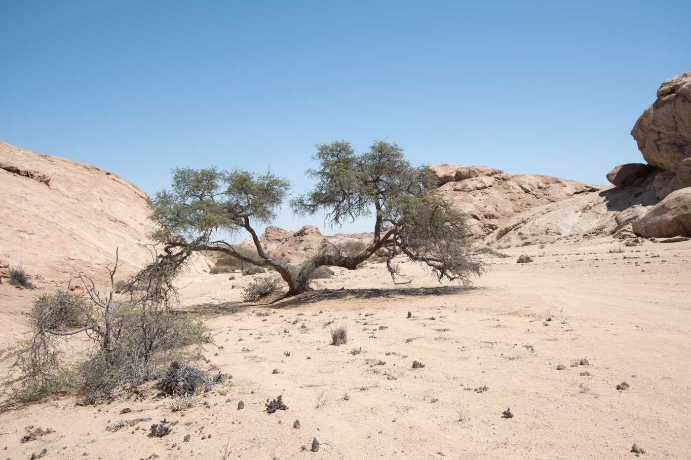 Image of Vachellia erioloba specimen.