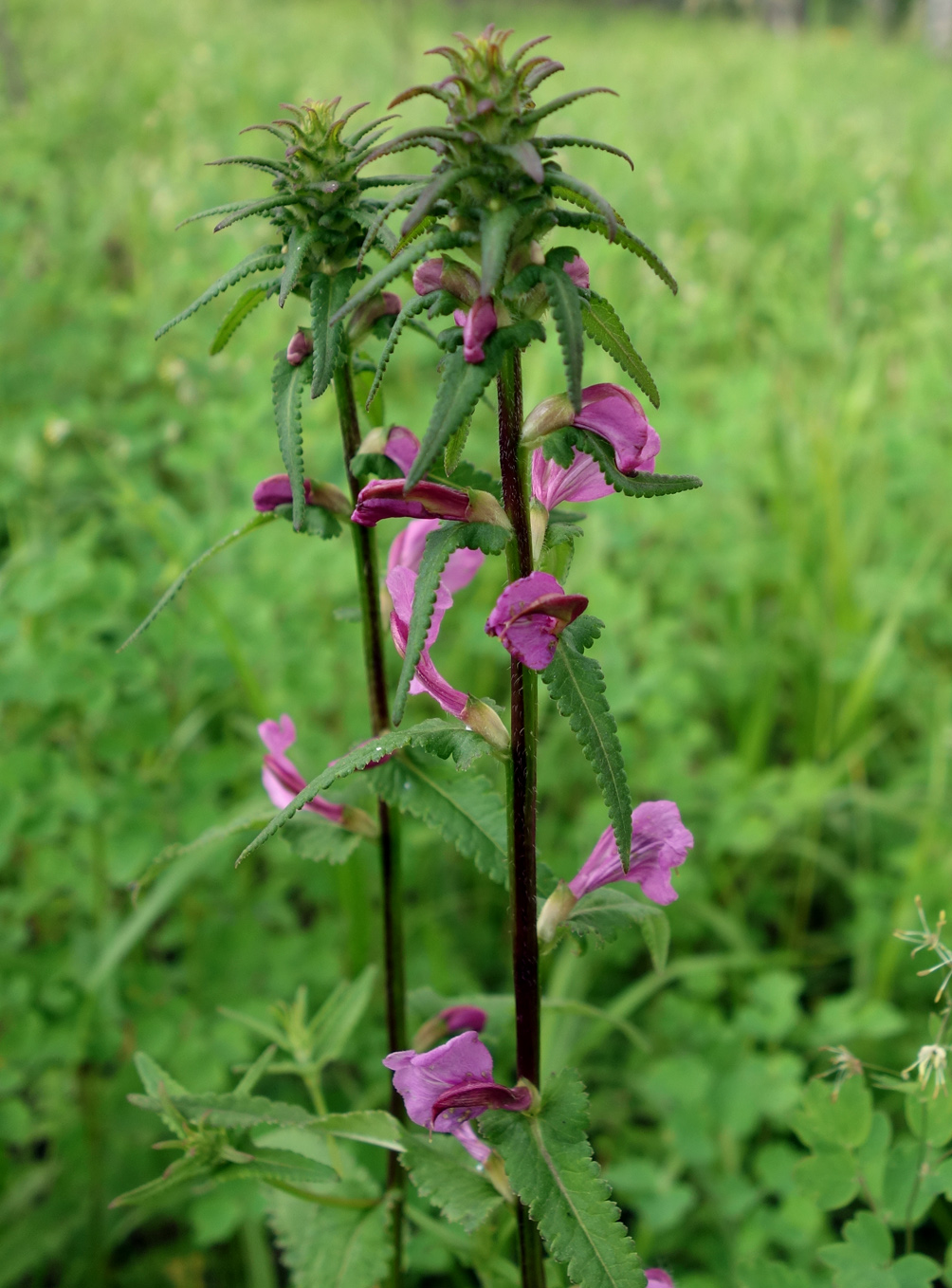 Image of Pedicularis resupinata specimen.