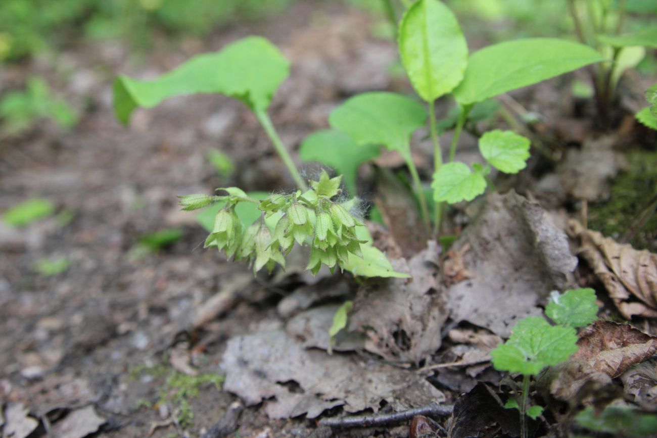 Изображение особи Pulmonaria obscura.