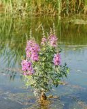 Lythrum salicaria