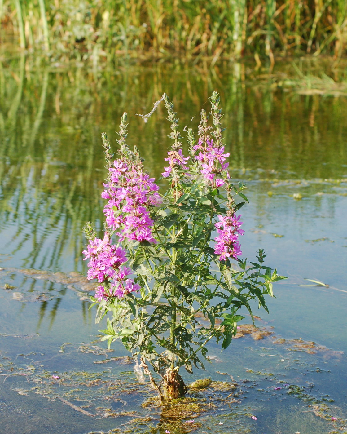 Image of Lythrum salicaria specimen.
