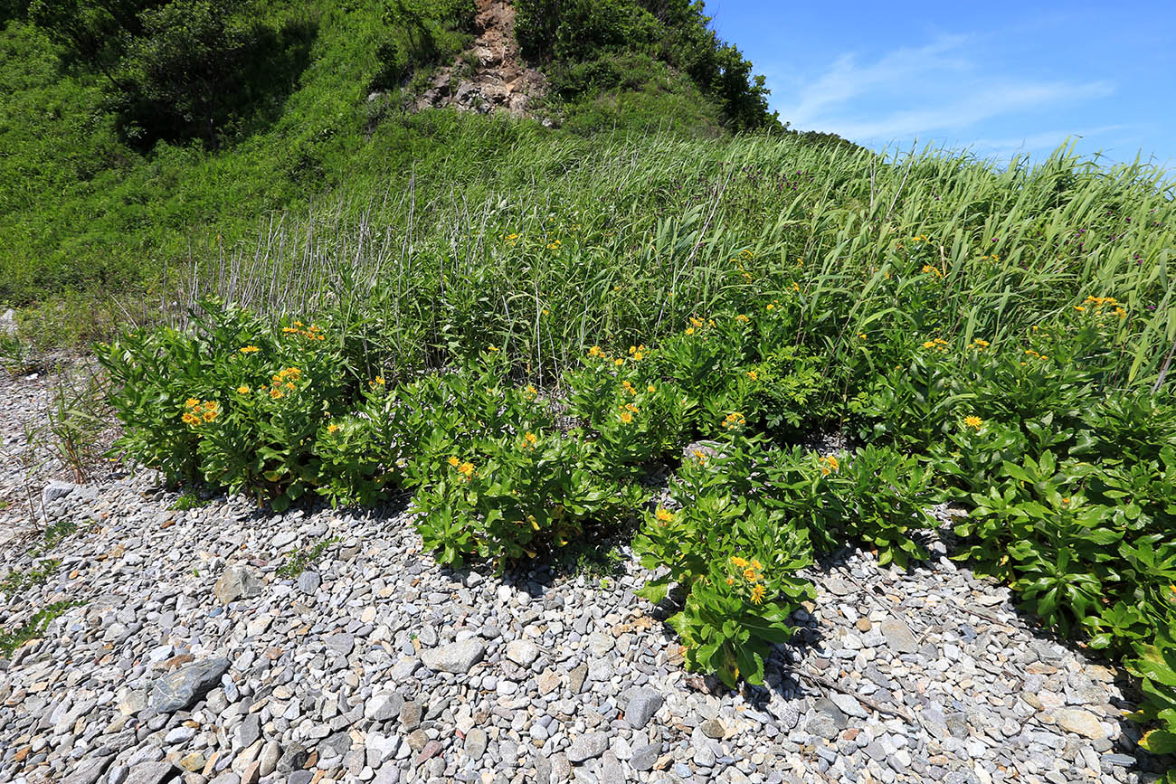 Изображение особи Senecio pseudoarnica.