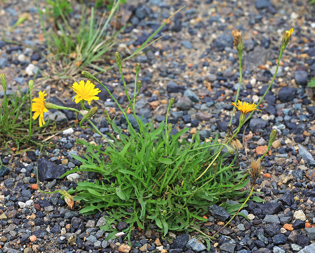 Image of Scorzoneroides autumnalis specimen.