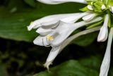 Hosta plantaginea