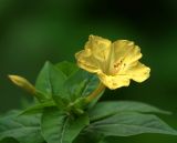 Mirabilis jalapa