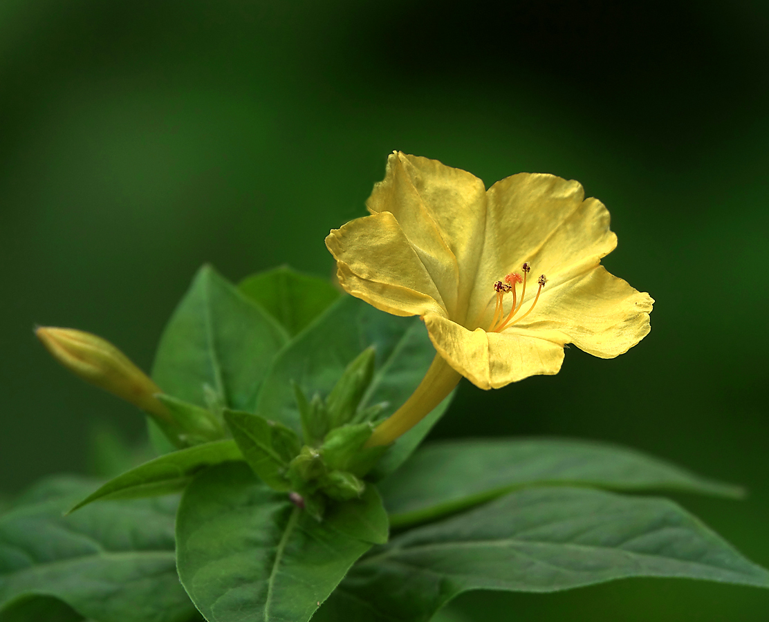 Изображение особи Mirabilis jalapa.