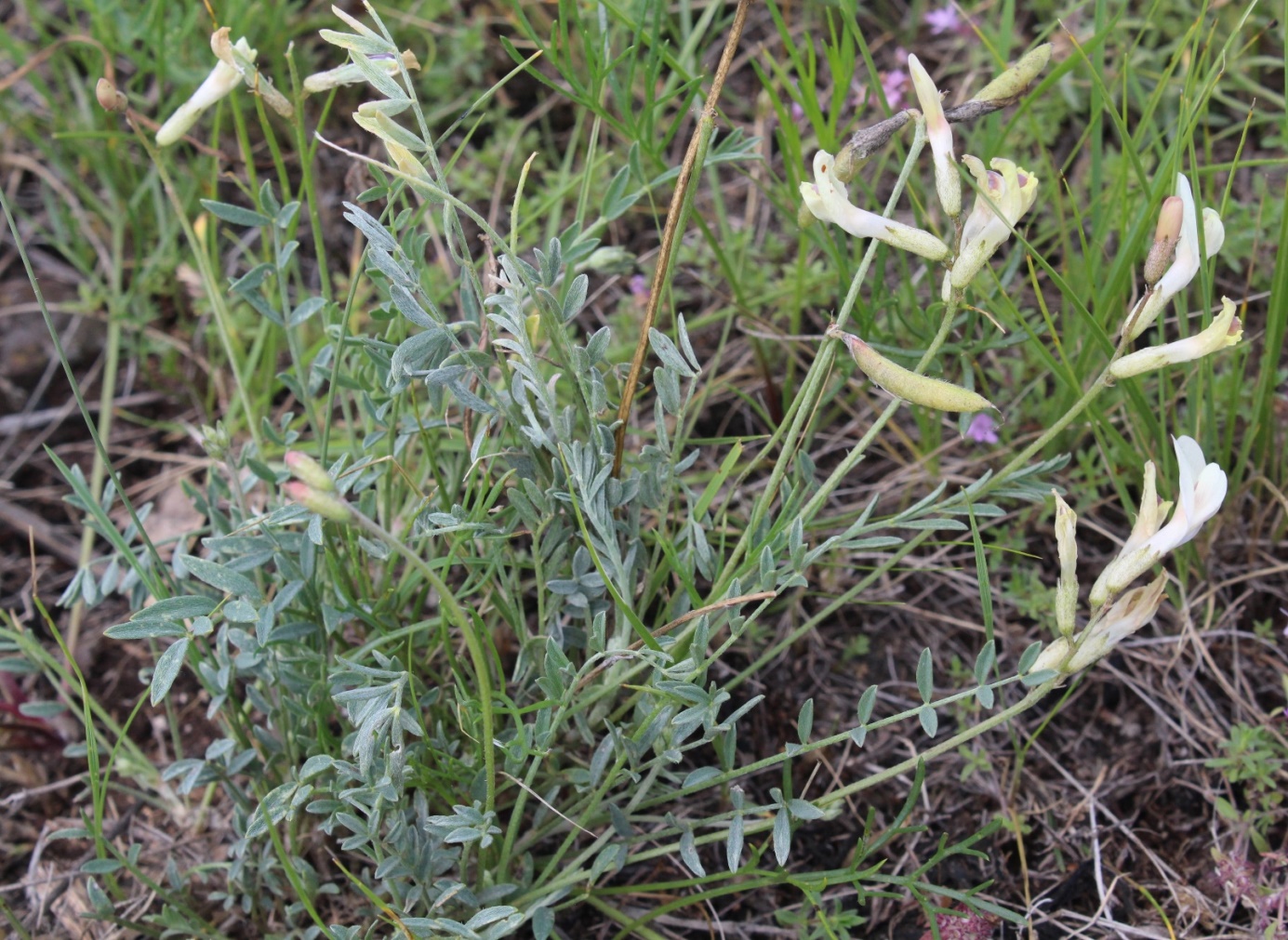 Изображение особи Astragalus ionae.