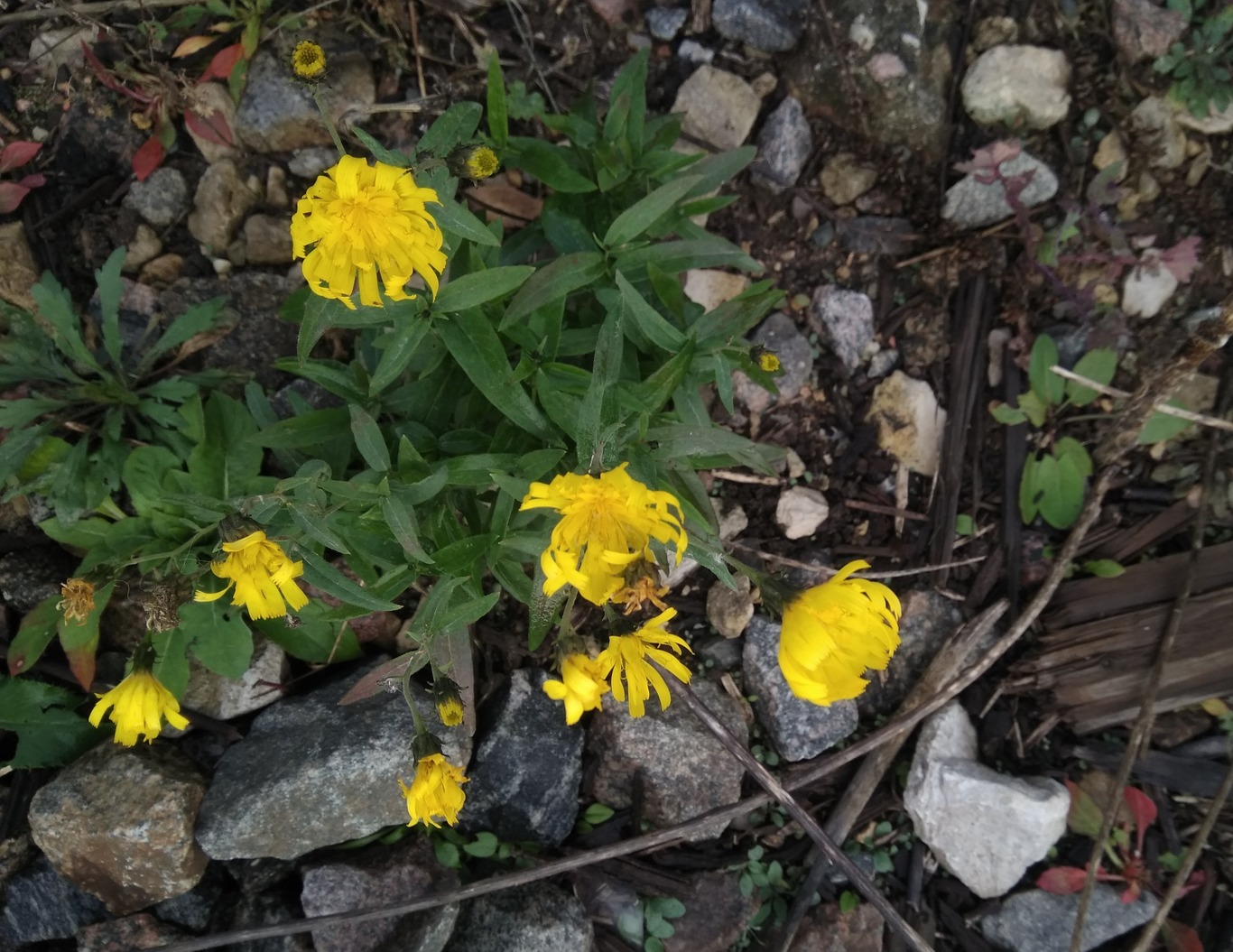 Image of genus Hieracium specimen.