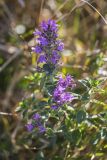 Thymus nummularius