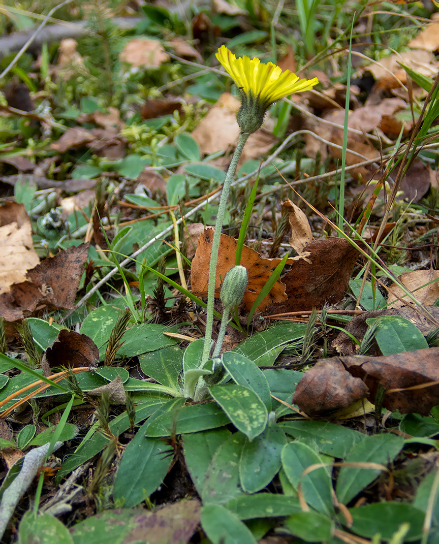 Изображение особи Pilosella officinarum.